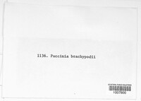 Puccinia brachypodii image